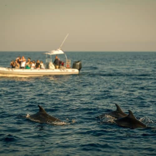 Observation des dauphins